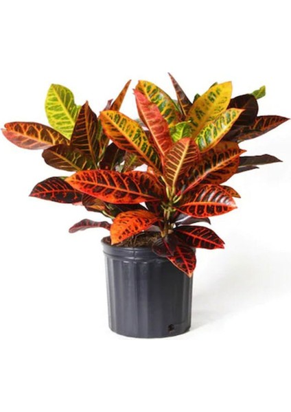 Muhteşem Günümlü Kraton Çiçeği Bitkisi Kadınlar Gününe Özel Kaktüs Hediyeli fiyatları