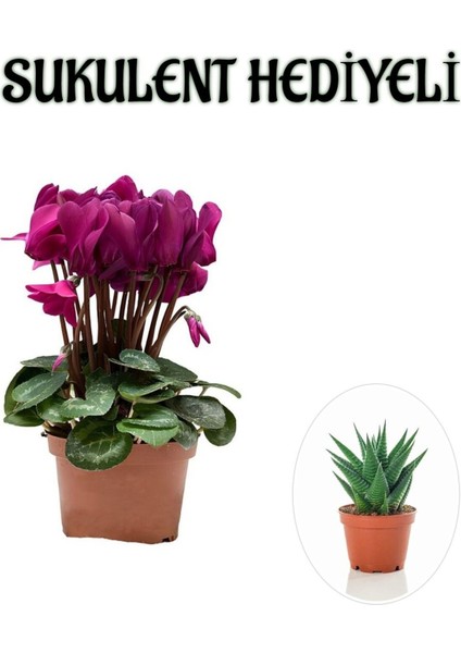 Hediyelik Fuşya Renk Sıklamen Çiçeği Kadınlar Gününe Özel Sukulent Hediyeli