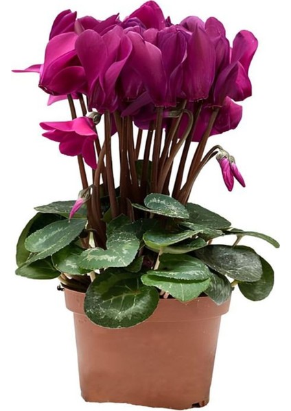 Hediyelik Fuşya Renk Sıklamen Çiçeği Kadınlar Gününe Özel Sukulent Hediyeli fiyatları