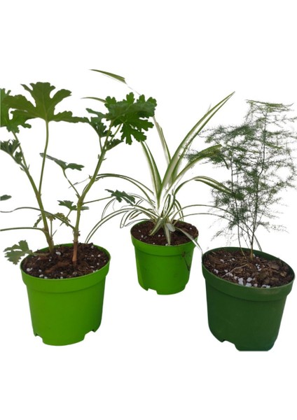 3'lü Set Mini Itır+ Mini Kurdele+ Mini Tül (5-10 cm) İç/ Dış Mekan Bitkileri