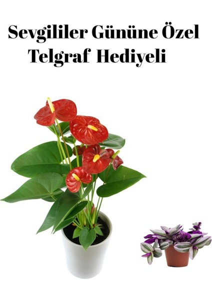 Hediyelik Antoryum Çiçeği Kadınlar Gününe Özel Telgraf Hediyeli