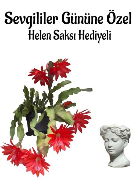 Kadınlar Gününe Özel Kırmızı Renk Yılbaşı-Kaktüsü Çiçeği Helen Saksı Hediyeli