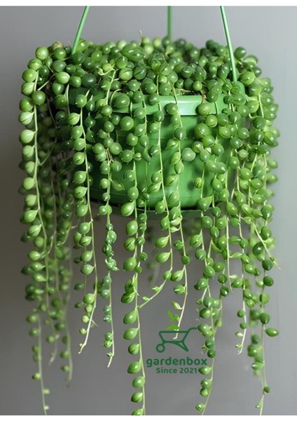Boncuk Tespih Çiçeği 1 Adet Makrome Saksılı 20-30 cm(SENECIO Rowleyanus)