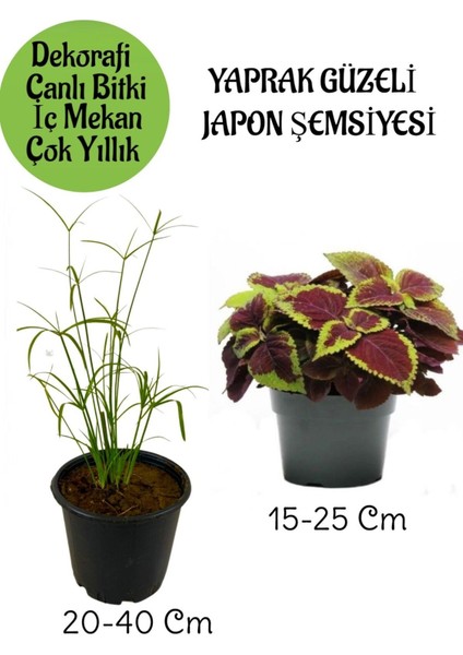 Japon Şemsiyesi 1 Adet Saksılı+ Yaprak Güzeli Çiçeği 1 Adet Saksılı Salon Bitkisi
