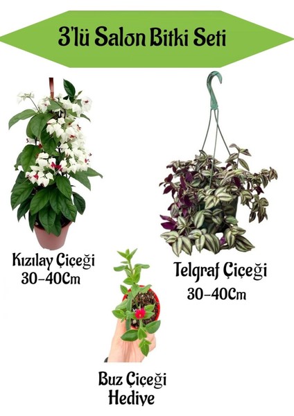 Kızılay Çiçeği+ Telgraf Çiçeği+ Hediyelik Buz Çiçeği
