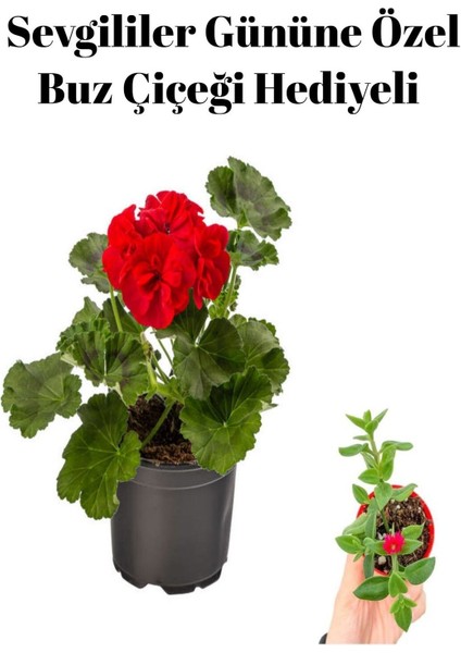 Kadınlar Gününe Özel Kokulu Kırmızı Renk Sardunya Çiçeği Buz Çiçeği Hediyeli