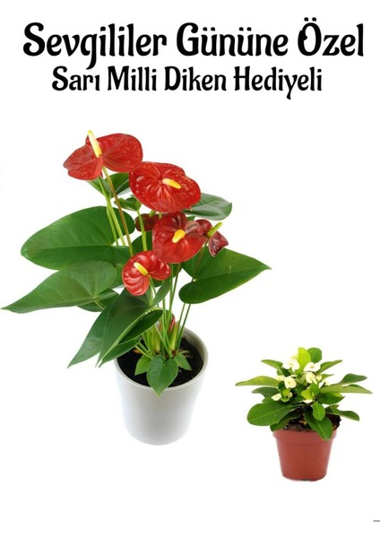 Kadınlar Gününe Özel Hediyelik Antoryum(Anthurium) 20-40 cm Sarı Milli Diken Hediyeli