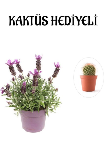 Mis Kokulu Mor Lavanta Fidanı Kadınlar Gününe Özel Kaktüs Hediyeli