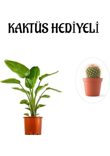Hediyelik Starliçe Cennet Çiçeği Bitkisi Kadınlar Gününe Özel Kaktüs Hediyeli