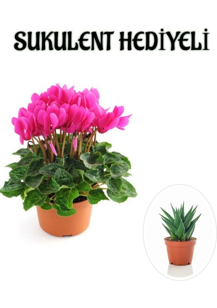 Hediyelik Pembe Renk Sıklamen Çiçeği Kadınlar Gününe Özel Sukulent Hediyeli