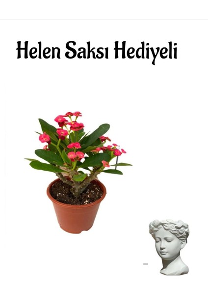 Kadınlar Gününe Özel Kırmızı Renk Milii Dikenler Tacı Çiçeği Helen Saksı Hediyeli