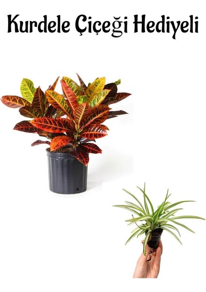 Renkli Yapraklı Kraton Çiçeği Kadınlar Gününe Özel Kurdele Çiçeği Hediyeli Bitki