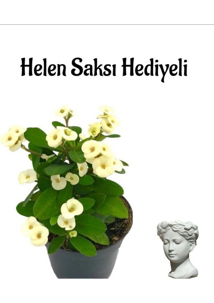 Kadınlar Gününe Özel Beyaz Renk Milii Dikenler Tacı Çiçeği Helen Saksı Hediyeli