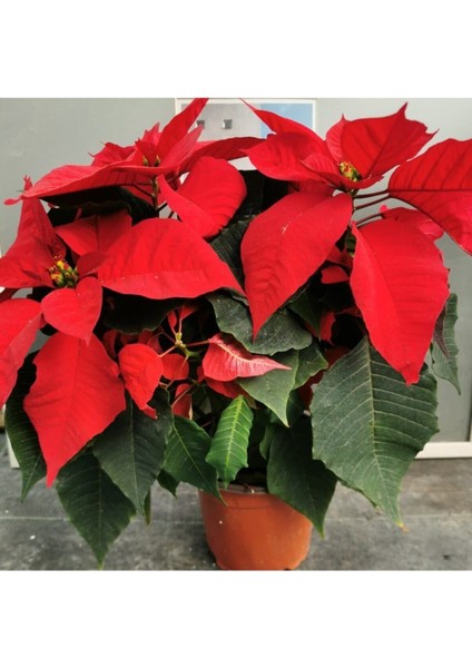 Videolu Gösterişli Atatürk Çiçeği Fidanı 40-60 cm Saksılı İç Mekan Bitkileri (Ponsetya)