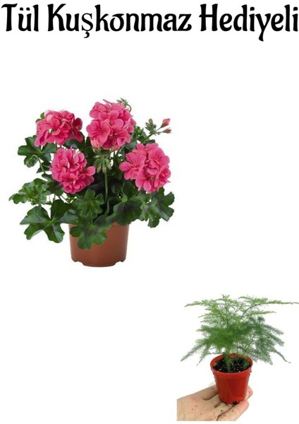 Hediyelik Pembe Sakız Sardunya Fidanı Kadınlar Gününe Özel Tül Kuşkonmaz