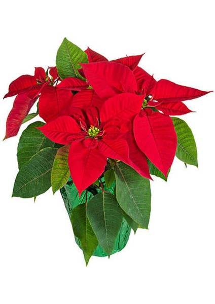 Videolu Atatürk Çiçeği Fidanı Hediyelik 30-40 cm Saksılı İç Mekan Bitkileri Euphorbia Pulcherrima