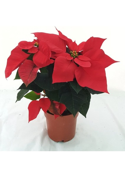 Videolu Atatürk Çiçeği Fidanı Hediyelik 30-40 cm Saksılı İç Mekan Bitkileri Euphorbia Pulcherrima fiyatları