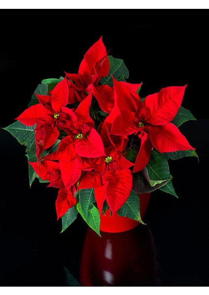 Videolu Atatürk Çiçeği Fidanı Hediyelik 30-40 cm Saksılı İç Mekan Bitkileri Euphorbia Pulcherrima modelleri