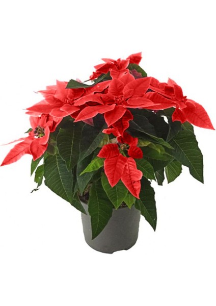 Ponsetya Kırmızı - Atatürk Çiçeği (10,5 cm Saksıda)