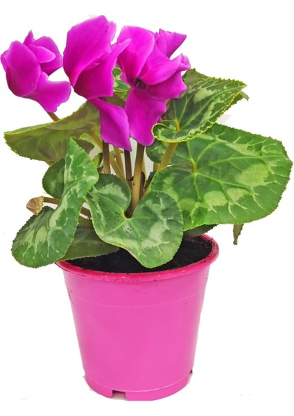 Pembe Saksı Da Siklamen Çiçeği Cyclamen Plant Çiçekli Bodur Bitki