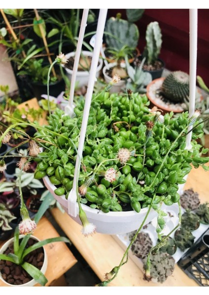 Senecio Rowleyanus Tesbih Çiçeği Askılı Saksıda