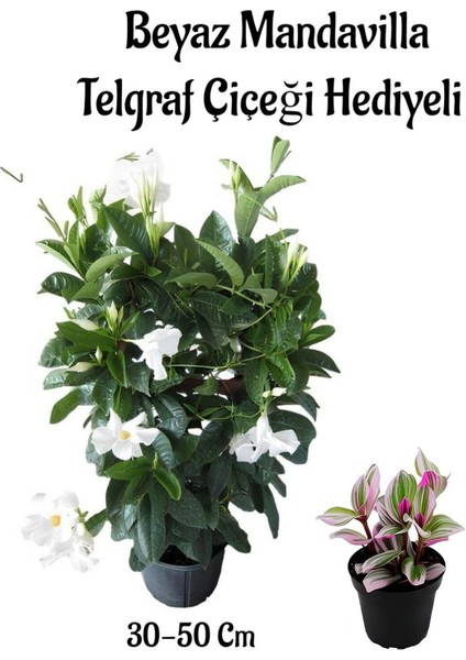 Kokulu Beyaz Renk Mandevilla Çiçeği Anneler Gününe Özel Pembe Telgraf Çiçeği Hediyeli