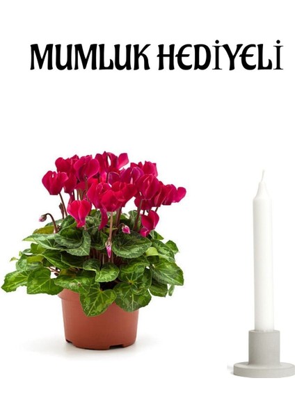 Hediyelik Mürdüm Renk Sıklamen Çiçeği Kadınlar Gününe Özel Mumluk Hediyeli