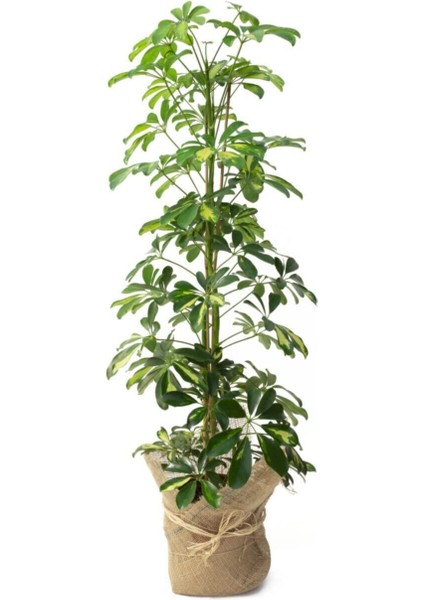 Videolu Çift Dal Alacalı Şeflera Çiçeği 40-80 cm Saksılı İç Mekan Bitkileri (Schefflera)