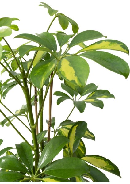 Videolu Çift Dal Alacalı Şeflera Çiçeği 40-80 cm Saksılı İç Mekan Bitkileri (Schefflera) fiyatları