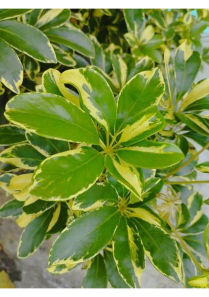 Videolu Çift Dal Alacalı Şeflera Çiçeği 40-80 cm Saksılı İç Mekan Bitkileri (Schefflera) modelleri