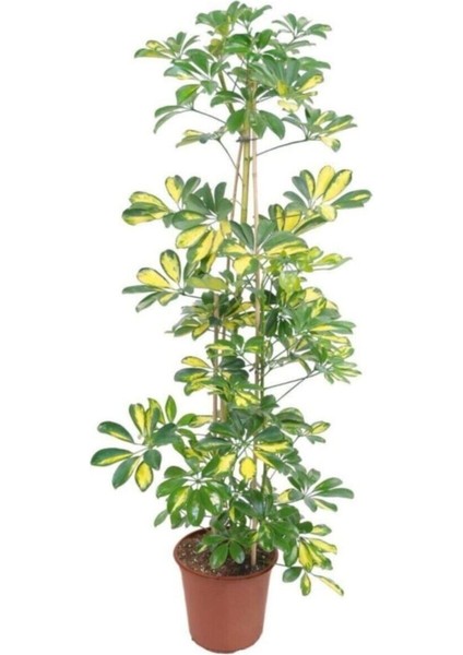 Videolu Yapraklı Çift Dal Alacalı Şeflera Çiçeği 40-60 cm Saksılı İç Mekan Bitkileri (Schefflera)