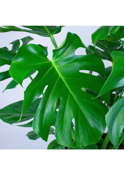 Deve Tabanı Bitkisi- Monstera Deliciosa-İthal 40-50 cm fiyatları