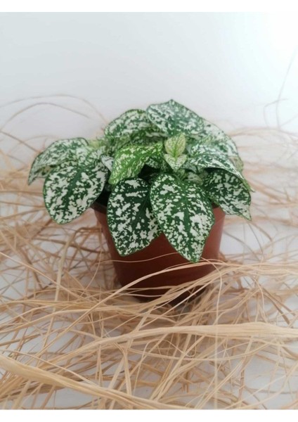 Hypoestes Phyllostachya - Hostes Çiçeği (Beyaz)