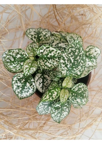 Hypoestes Phyllostachya - Hostes Çiçeği (Beyaz)