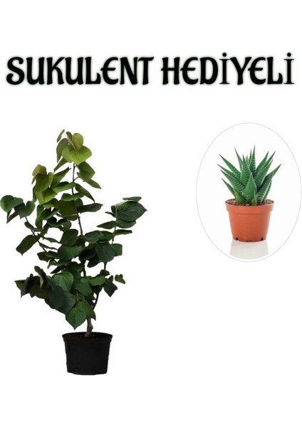 Harika Kokulu Mor Leylak Fidanı Kadınlar Gününe Özel Sukulent Hediyeli