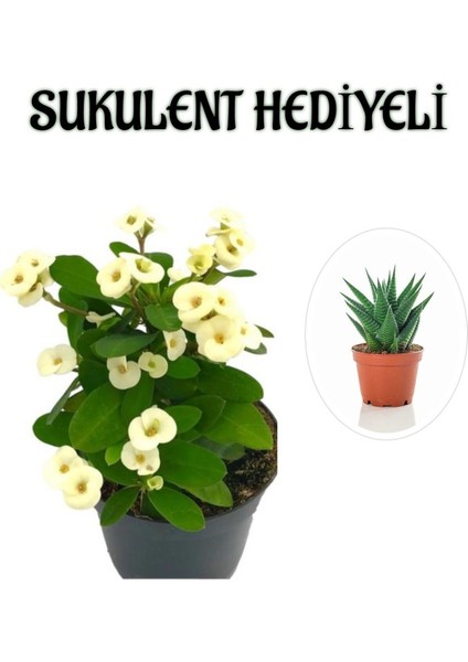 Beyaz Çiçekli Kaktüs Milli Dikenler Tacı Kadınlar Gününe Özel Sukulent Hediyeli