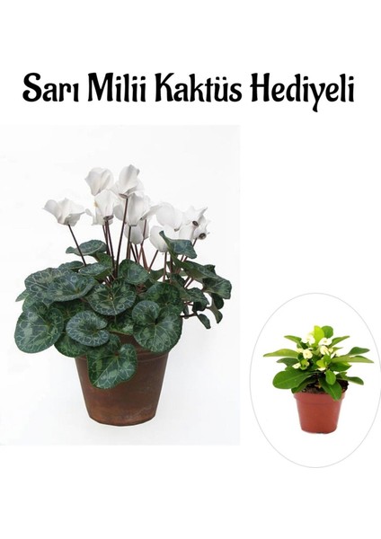 Hediyelik Beyaz Renk Sıklamen Çiçeği Kadınlar Gününe Özel Sarı Milii Hediyeli