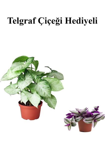 Kadınlar Günü Hediyesi Zarif Yapraklı Melek Kanadı Bitkisi Telgraf Hediyeli