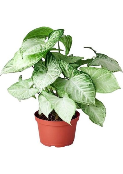 Kadınlar Günü Hediyesi Zarif Yapraklı Melek Kanadı Bitkisi Telgraf Hediyeli fiyatları