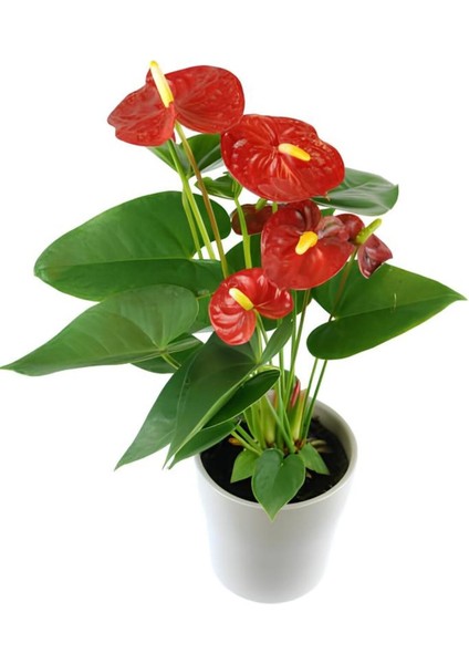 Kadınlar Gününe Özel Hediyelik Antoryum(Anthurium) 20-40 cm Sarı Milli Diken Hediyeli fiyatları