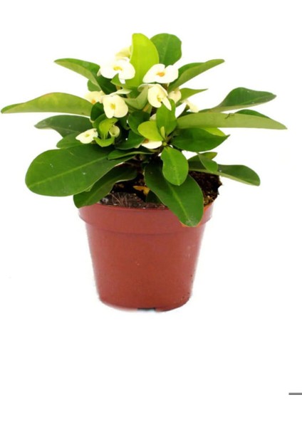 Kadınlar Gününe Özel Hediyelik Antoryum(Anthurium) 20-40 cm Sarı Milli Diken Hediyeli modelleri