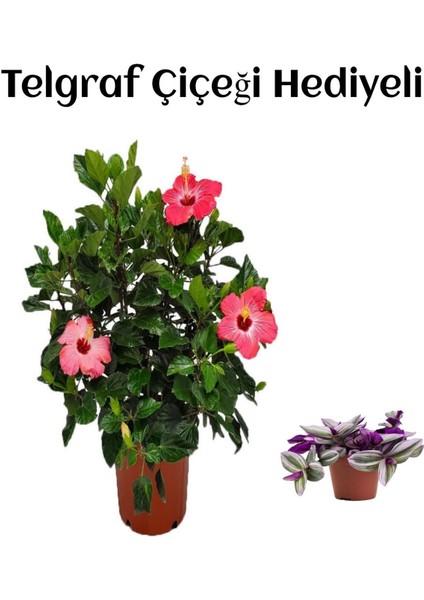 Kadınlar Gününe Özel Pembe Renk Japon Gülü Çiçeği Telgraf Hediyeli