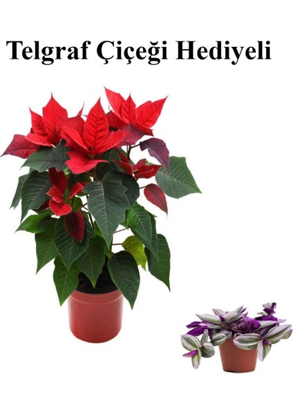 Özel Gün Ponsetya Atatürk Çiçeği Sevgililer Gününe Özel Telgraf Hediyeli