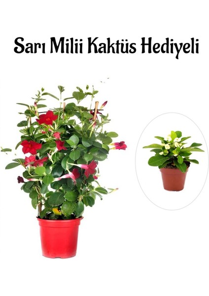 Kokulu Kırmızı Mandevilla Sarmaşığı Kadınlar Gününe Özel Sarı Milli Hediyeli