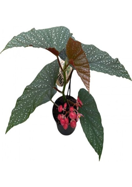 Hediyelik Çiçekli Çilli Begonya Çiçeği Kadınlar Gününe Özel Kaktüs Hediyeli fiyatları