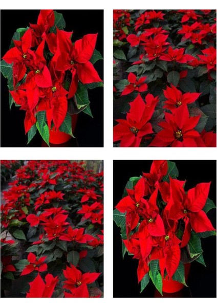 Videolu Gösterişli Atatürk Çiçeği Fidanı 25-40 cm Saksılı İç Mekan Bitkileri Euphorbia Pulcherrima