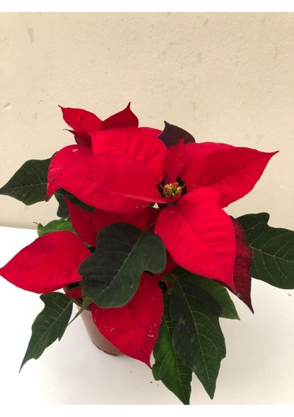 Videolu Gösterişli Atatürk Çiçeği Fidanı 25-40 cm Saksılı İç Mekan Bitkileri Euphorbia Pulcherrima fiyatları