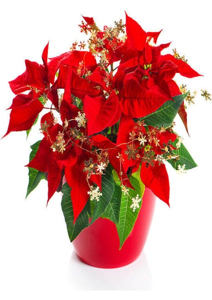 Videolu Gösterişli Atatürk Çiçeği Fidanı 25-40 cm Saksılı İç Mekan Bitkileri Euphorbia Pulcherrima modelleri