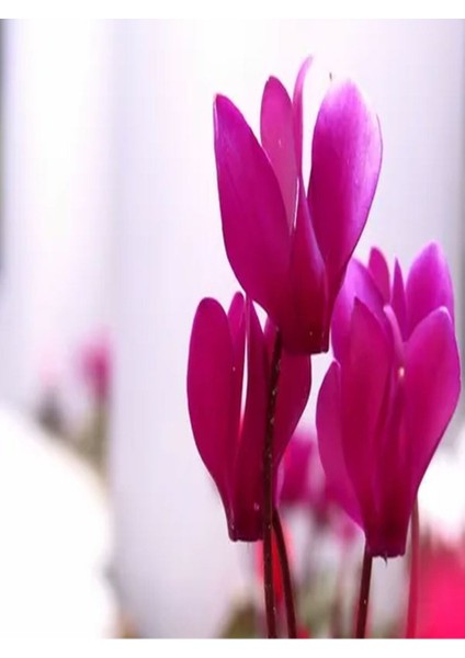 Videolu 1 Adet Mürdüm Renk Sıklamen Çiçeği 25-45 cm Saksılı/Tüplü İç Mekan Bitkileri Mauve Cyclamen