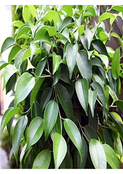 Videolu Yeşil Benjamin Çiçeği 70-100 cm Saksılı İç Mekan Bitkileri Ficus Benjamina